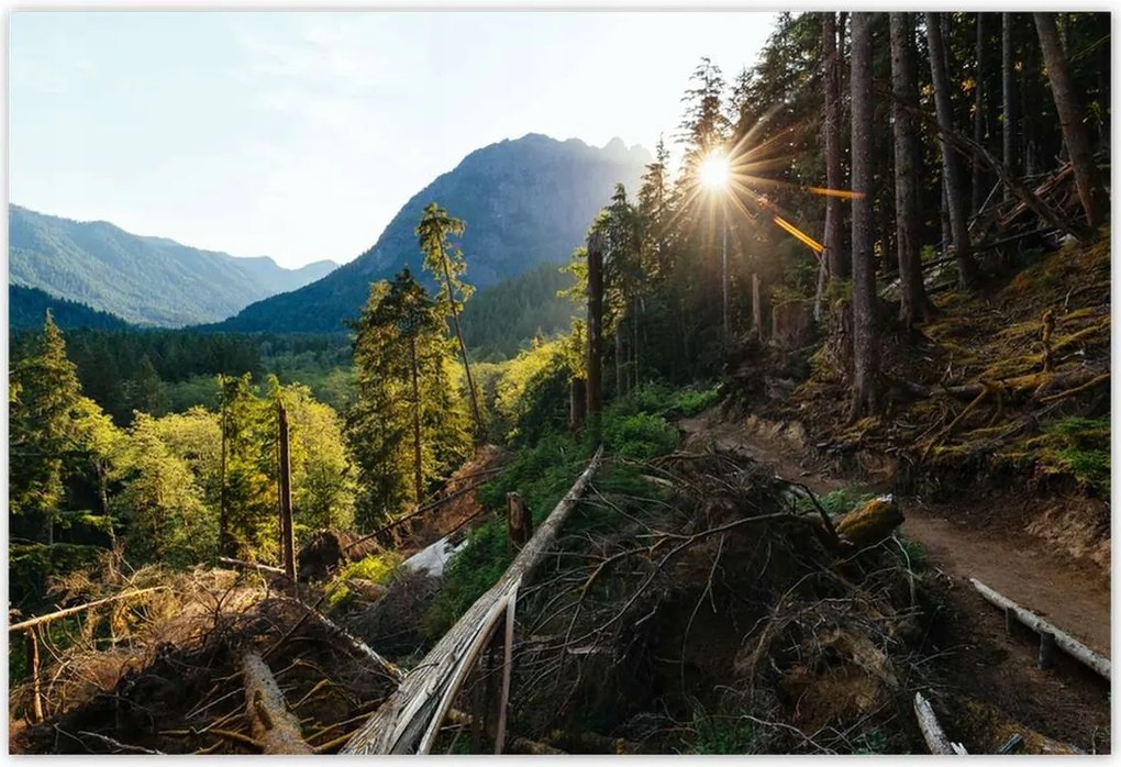 Poszterek 185x125 Hegyek Napfény Erdő Ösvény