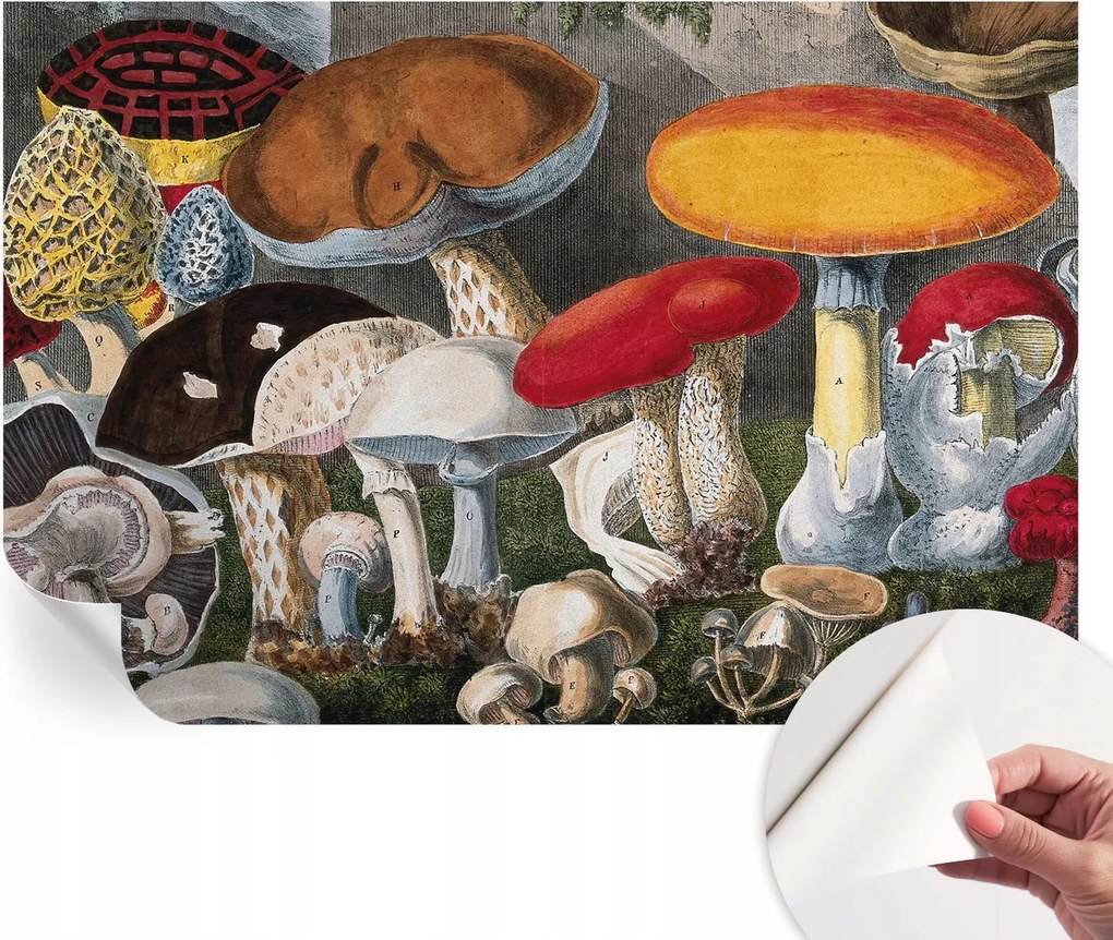 Öntapadós tapéta Fali furnér 3D hatás Botanikus gombák 104x70 cm