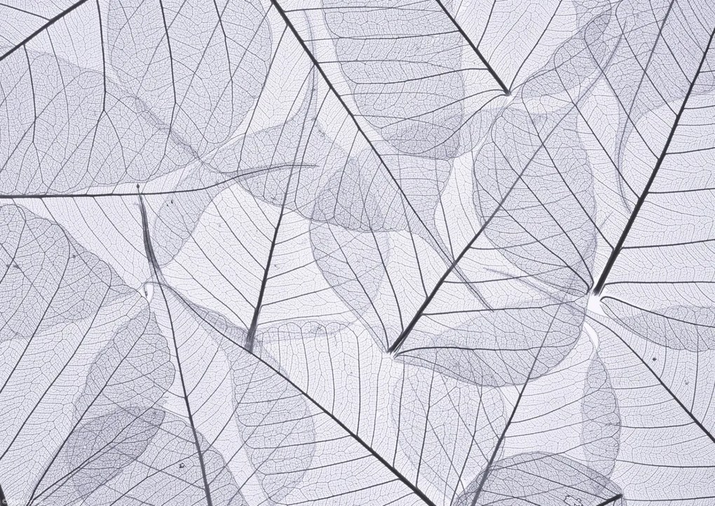 Poszter 29,7x21cm Csontváz levelek 2, Assaf Frank