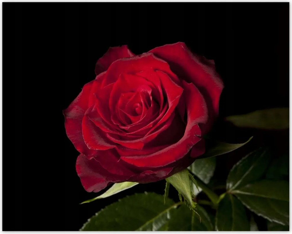 Poszterek 50x40 Aranyos rózsa