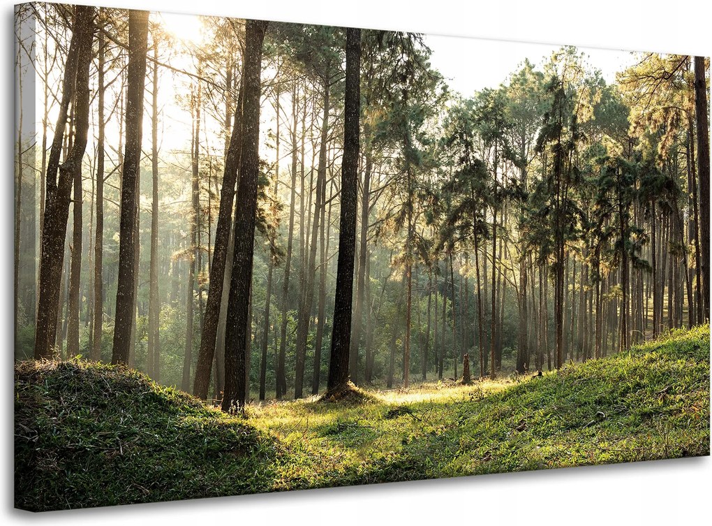 Vászonkép Erdő Fák Nap Természet 100x60 cm Ideális ajándék