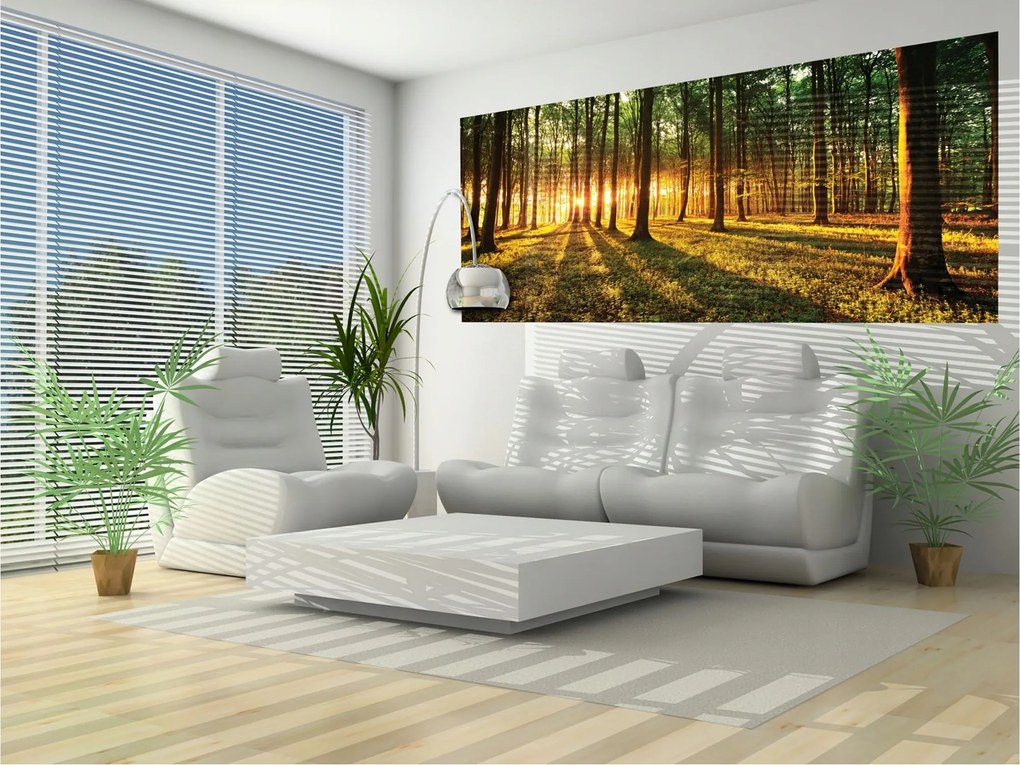 Fotótapéta Napsugarak az erdőben és mélység 250x104 erdei hatás +ragasztó
