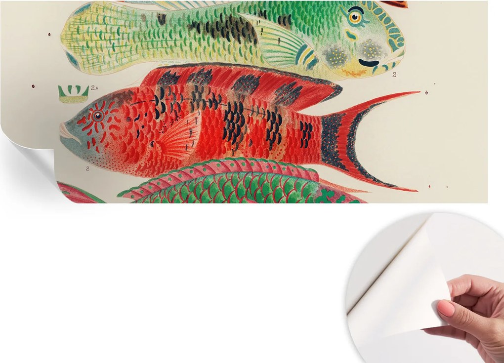 Modern öntapadós fali fotótapéta Egzotikus halak 250x104 cm