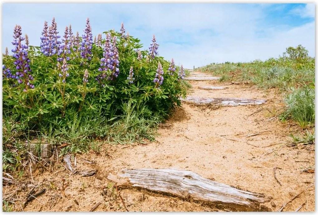 Poszterek 120x80 Lépcsők Virágok Rét