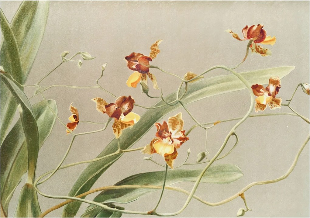 Fotótapéta Flizelin Hálószoba Nappali Orchideák Klasszikus 208x146 Ragasztó