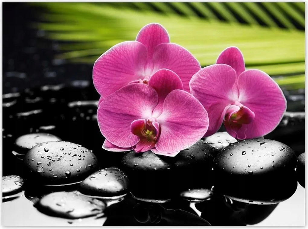 Poszterek 135x100 Spa Kövek és leanderek