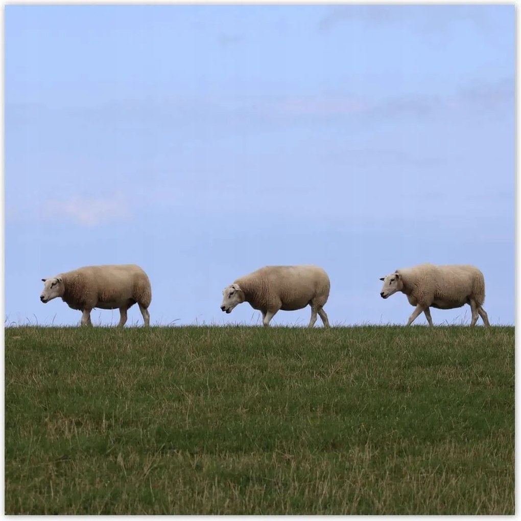 Poszterek 100x100 Juh legeltetés Bárányok Juhok