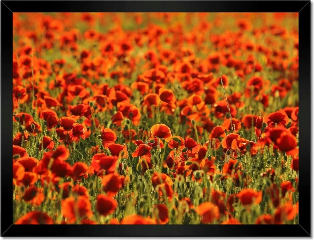 Poszterek keretben 40x30 Pipacsok rétje