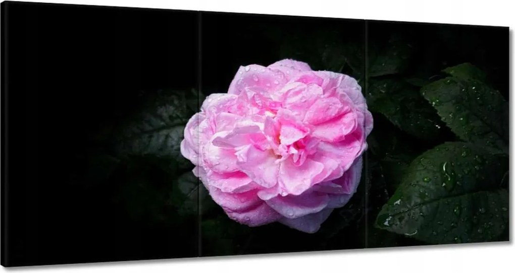Vászonkép 180x90 Rózsaszín bazsarózsa cseppekkel