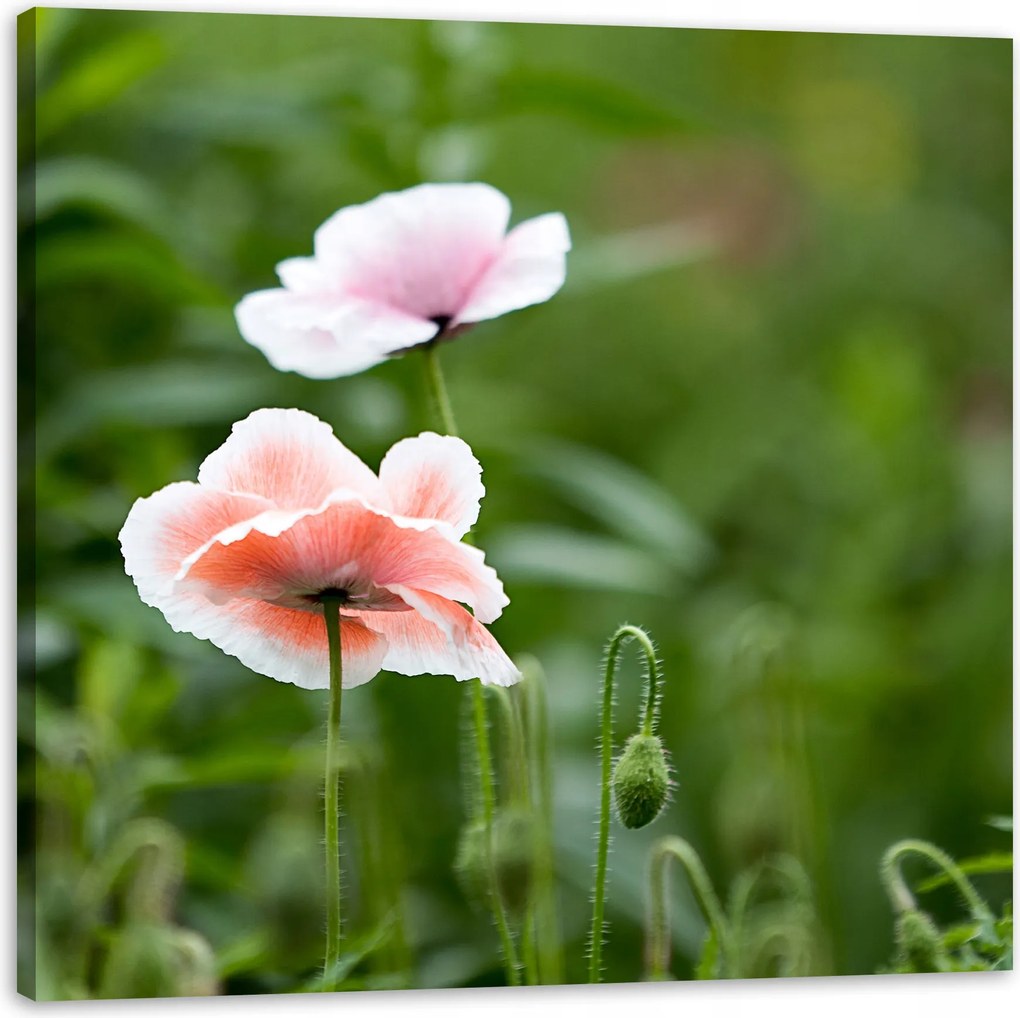 Vászonkép Botanika Pipacsvirágok Természet Virágok Növények 90x90 cm