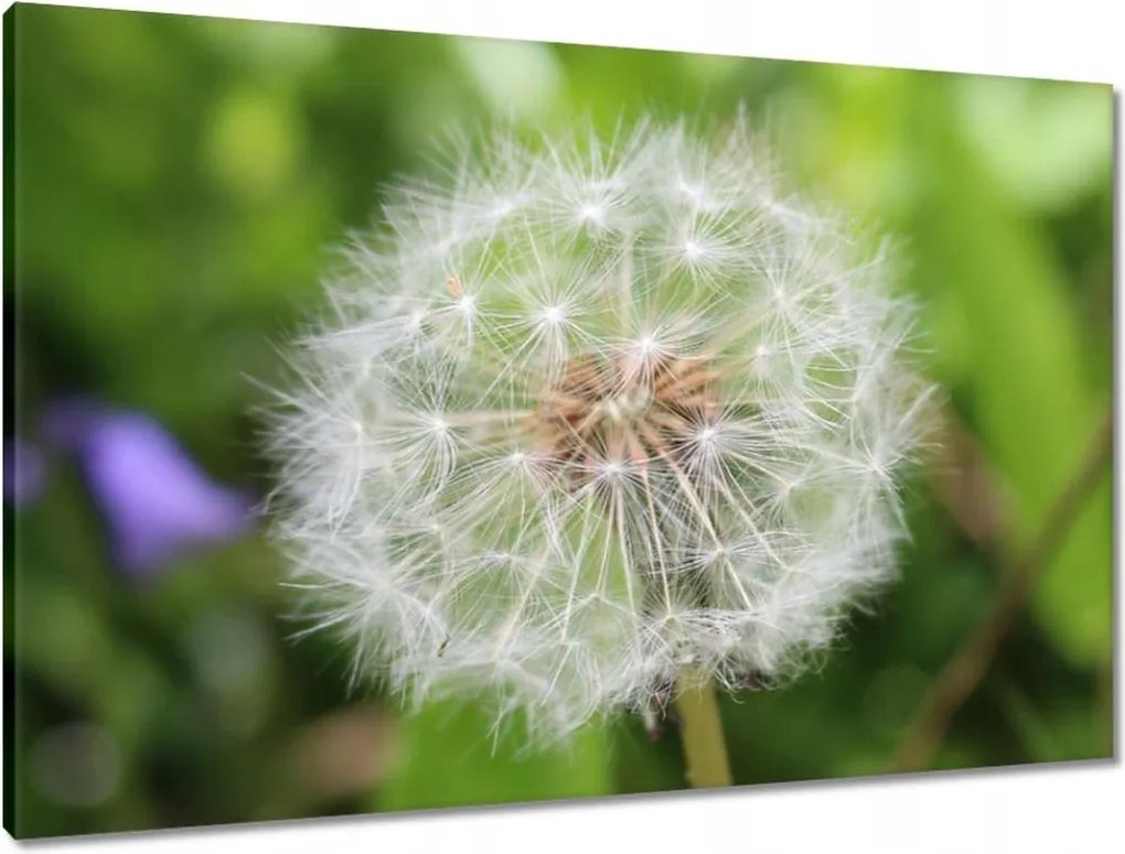 Vászonkép 90x60 Pitypang Virág Virágok