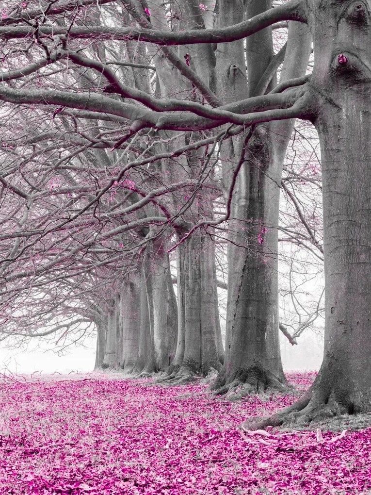 Poszter 60x80cm Fák egy sorban rózsaszín levelek, Assaf Frank