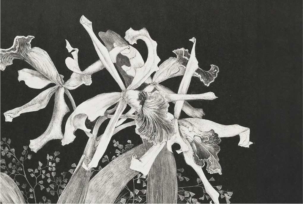 Fotótapéta Flizelin Dekoratív Hálószoba Orchidea illusztráció 104x70