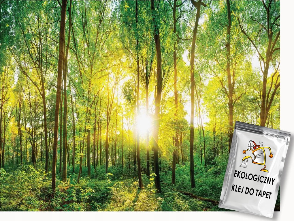 Fotótapéta Flizelina Természet Erdő Tavasz Nap Fák 150x105 ragasztó