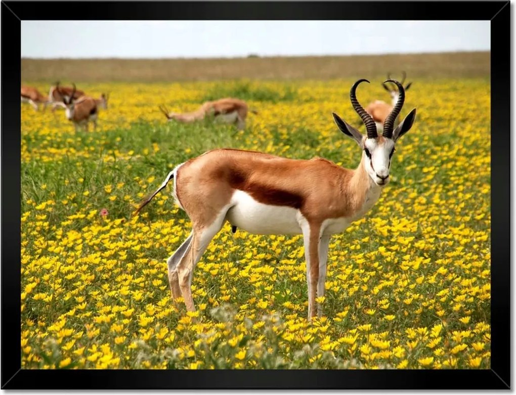 Poszterek keretben 40x30 Antilop a virágok között
