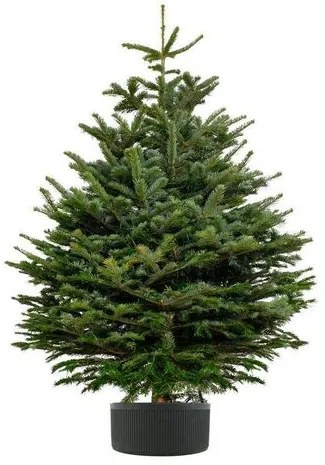 Karácsonyfa állvány 5 l, fekete