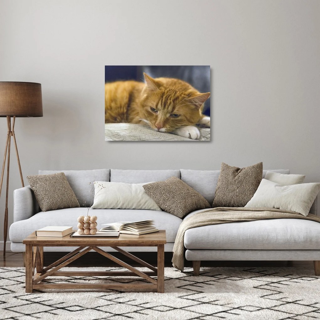 Macska képe (üvegen) (70x50 cm)