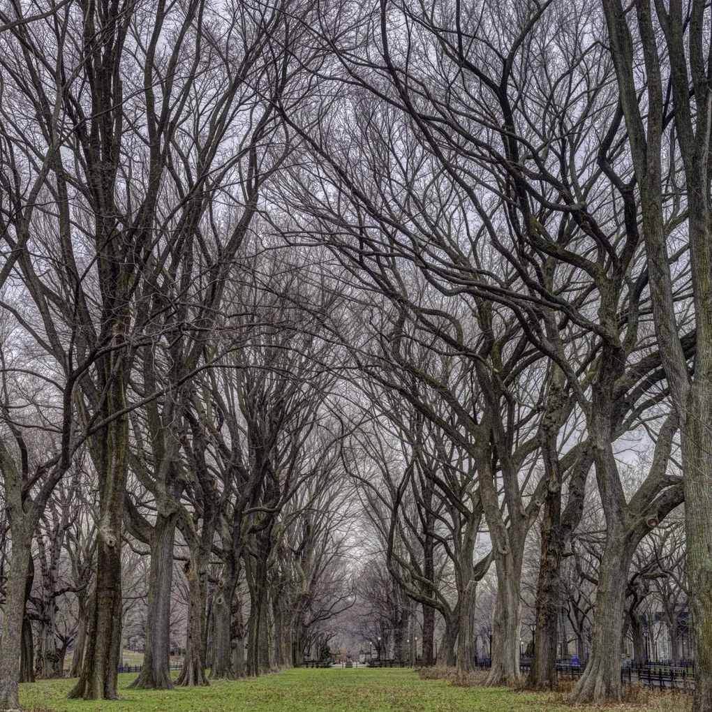 Poszter 70x70cm Fasorok a Central Parkban, Assaf Frank