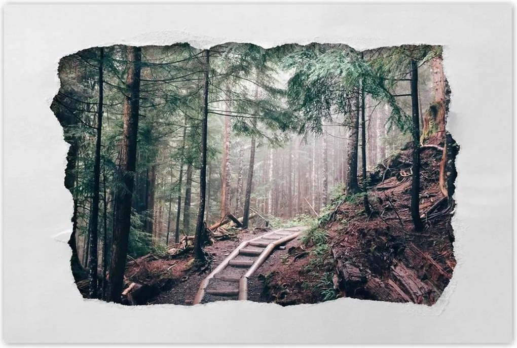 Poszterek 120x80 Erdei ösvény