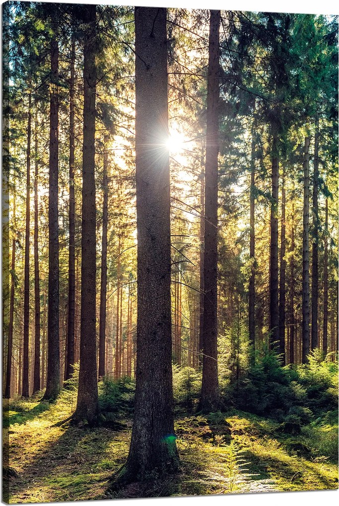 Vászonkép Erdő Nap Fák Tavasz Reggel 80x120 cm