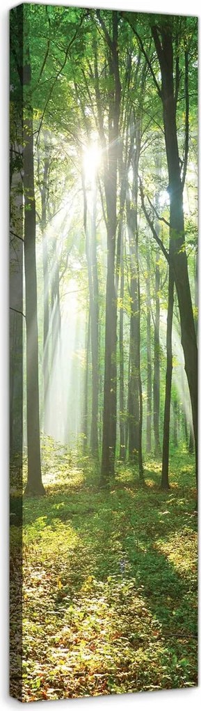 Vászonkép 45x145 Erdei fény szimfónia Nappali Öko stílus Nap sugarai