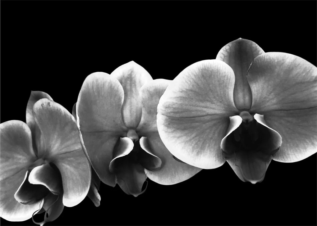 Egy orchidea virág képe (70x50 cm)
