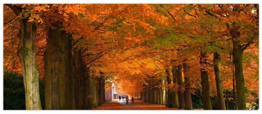 Kép - A Avenue of fák ősszel (120x50 cm)