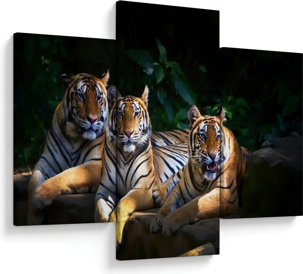 Kép - Tigris testvérek (90x60 cm)