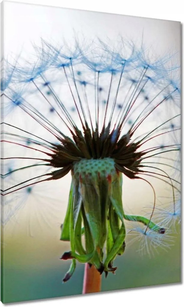 Vászonkép 70x100 Pitypang Virág Virágok