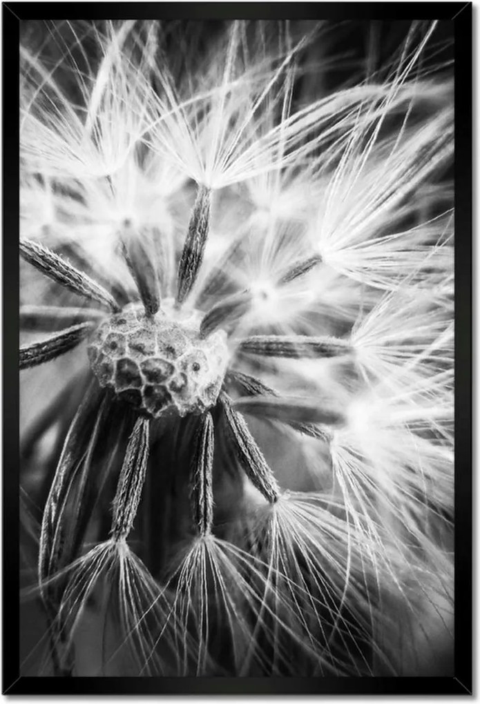 Poszterek keretben 40x60 Pitypang Virág Virágok