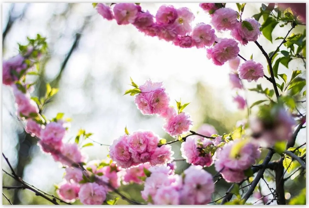 Poszterek 120x80 Rózsaszín virágok Gyönyörű