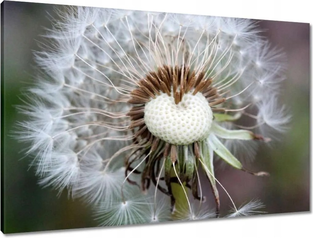 Vászonkép 90x60 Pitypang Virág Virágok