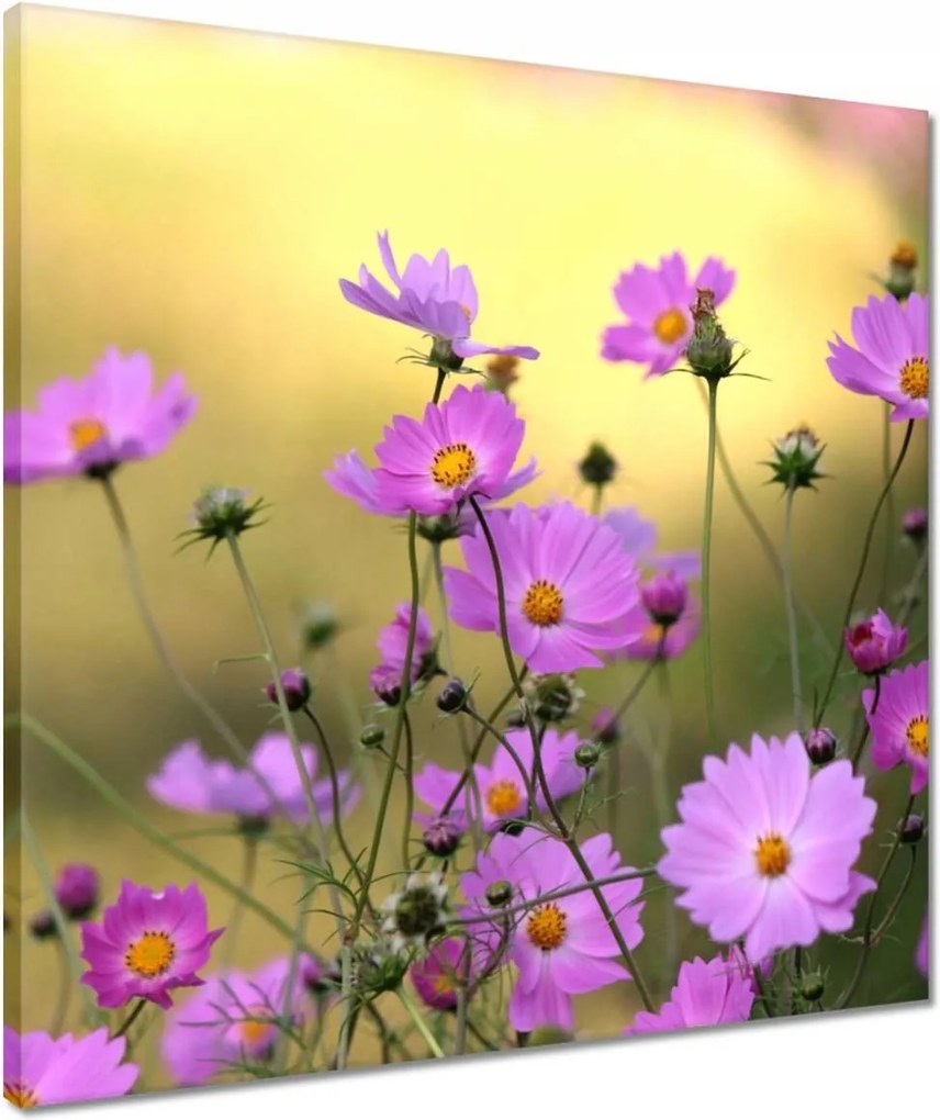 Vászonkép 50x50 Finom virágok a réten