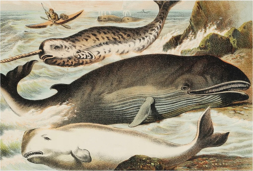 Fotótapéta Fali tapéta Hálószoba Nappali Tengeri óriások 104x70 Ragasztó