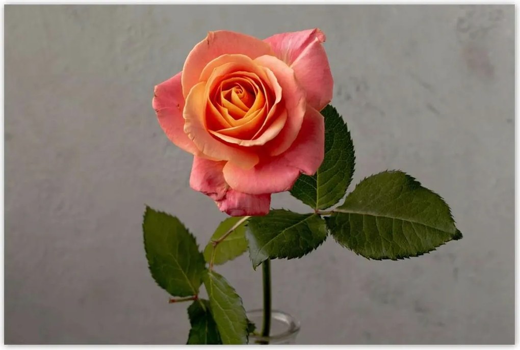 Poszterek 120x80 Rózsa Virág Virágok Rózsa