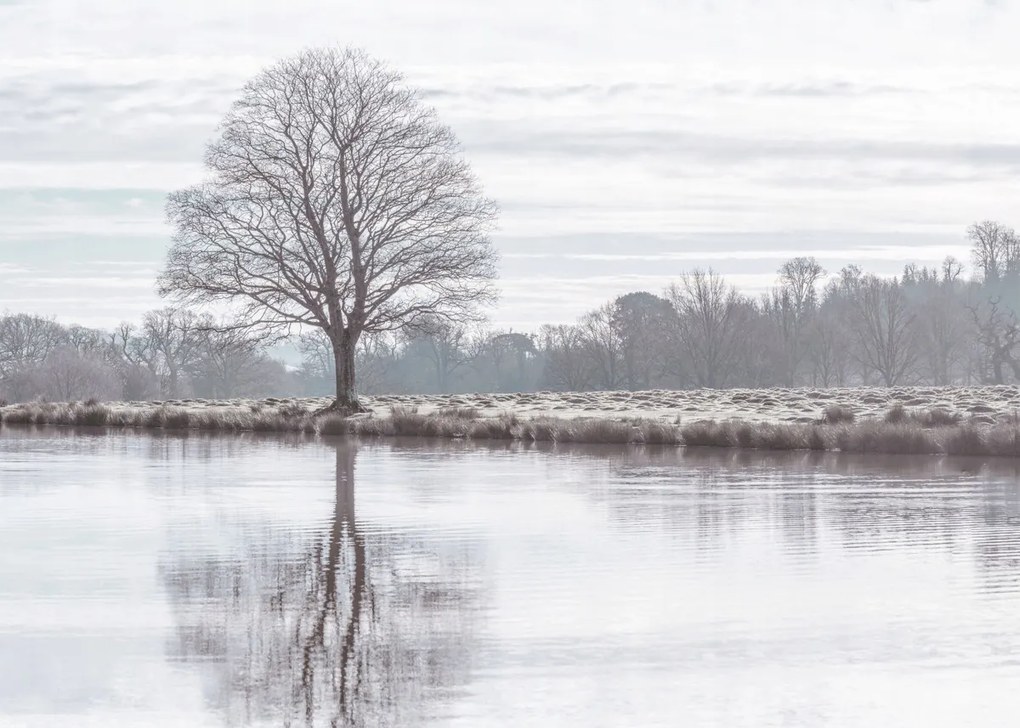 Poszter 70x50cm Fa tükröződése a tóban, Assaf Frank