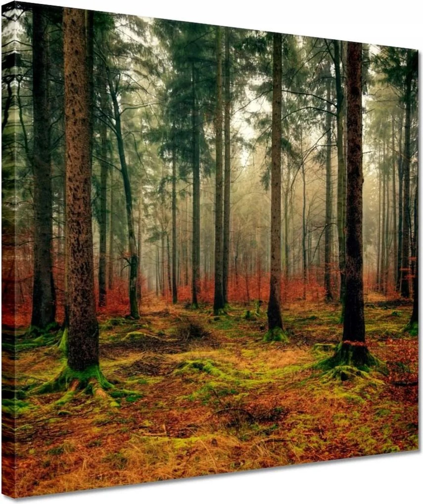 Vászonkép 30x30 Erdei táj Kilátás