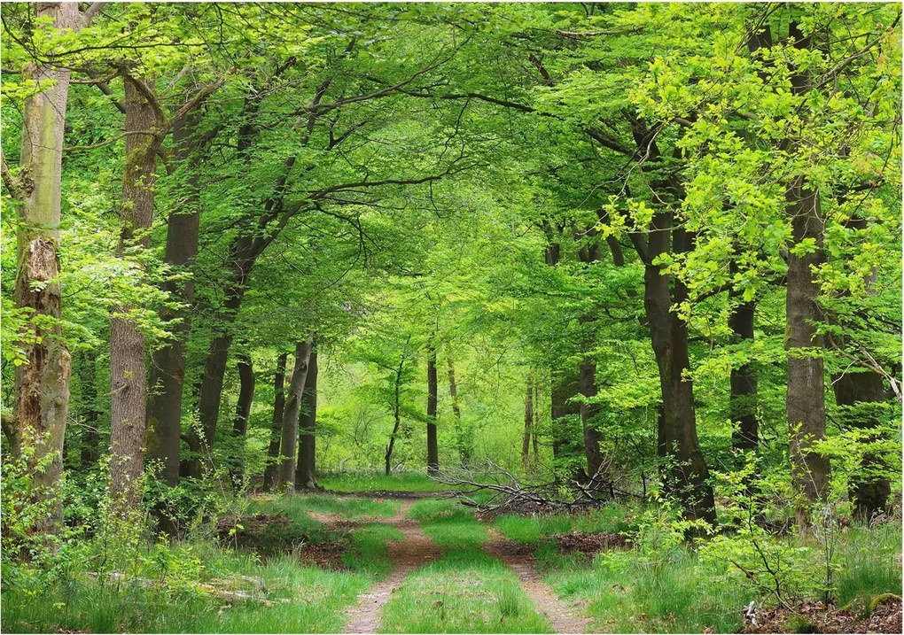 Flizelin tapéta Flizelin Fali Prémium Erdei ösvény 312x219 Ragasztó