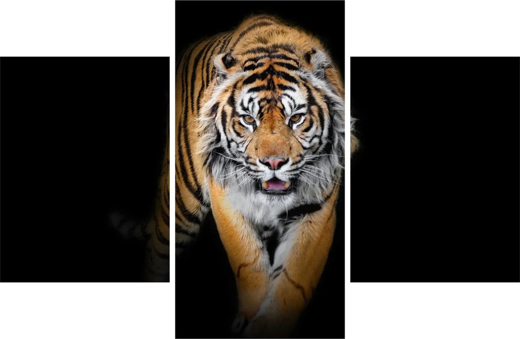 Kép - Tigris (90x60 cm)