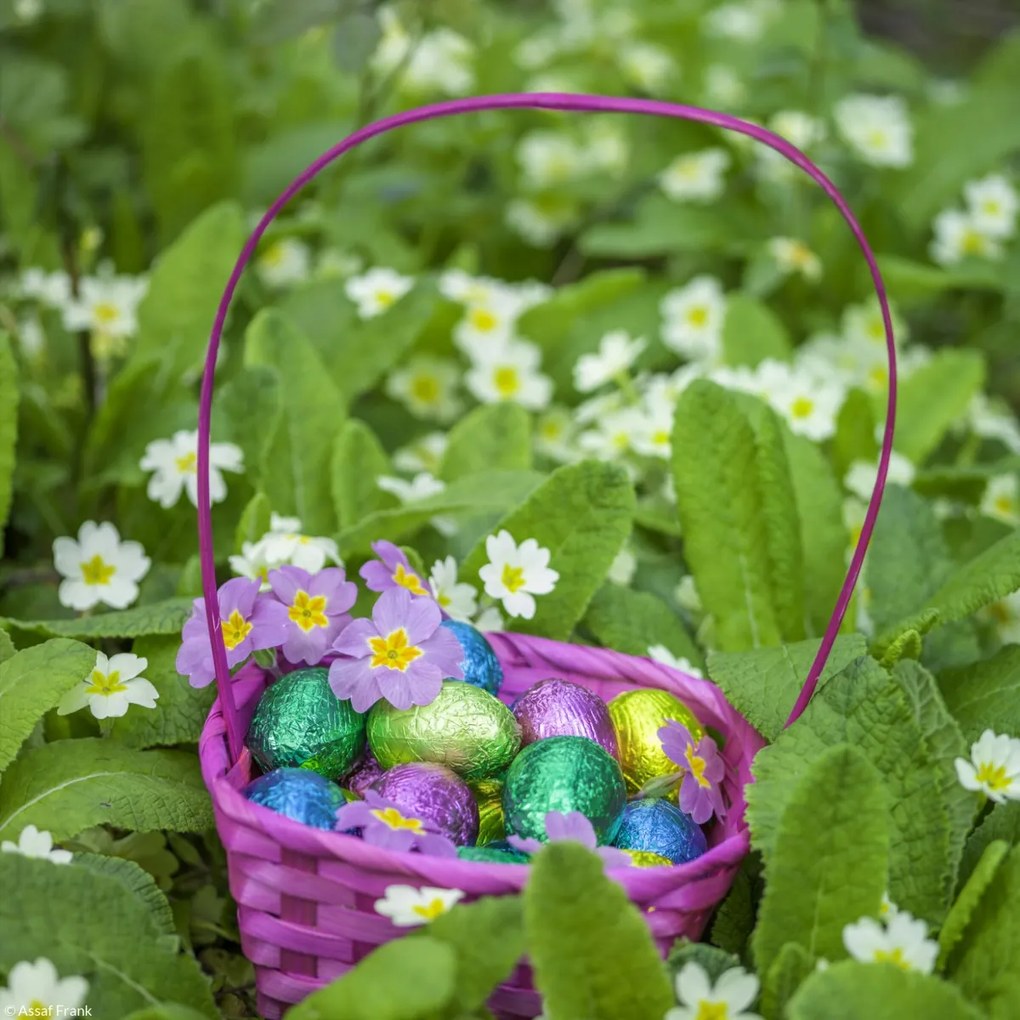 Poszter 20x20cm Húsvéti tojások kosárban 2, Assaf Frank