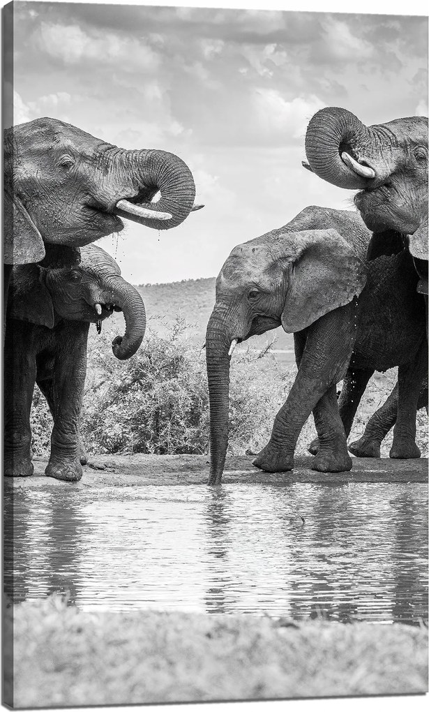 Vászonkép Elefántok a vízen Szürke Természet 60x100 cm