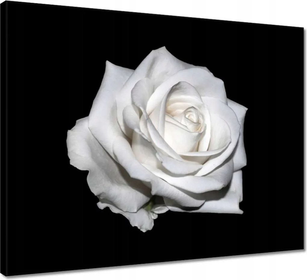 Vászonkép 50x40 Rózsa Virág Virágok Rózsa