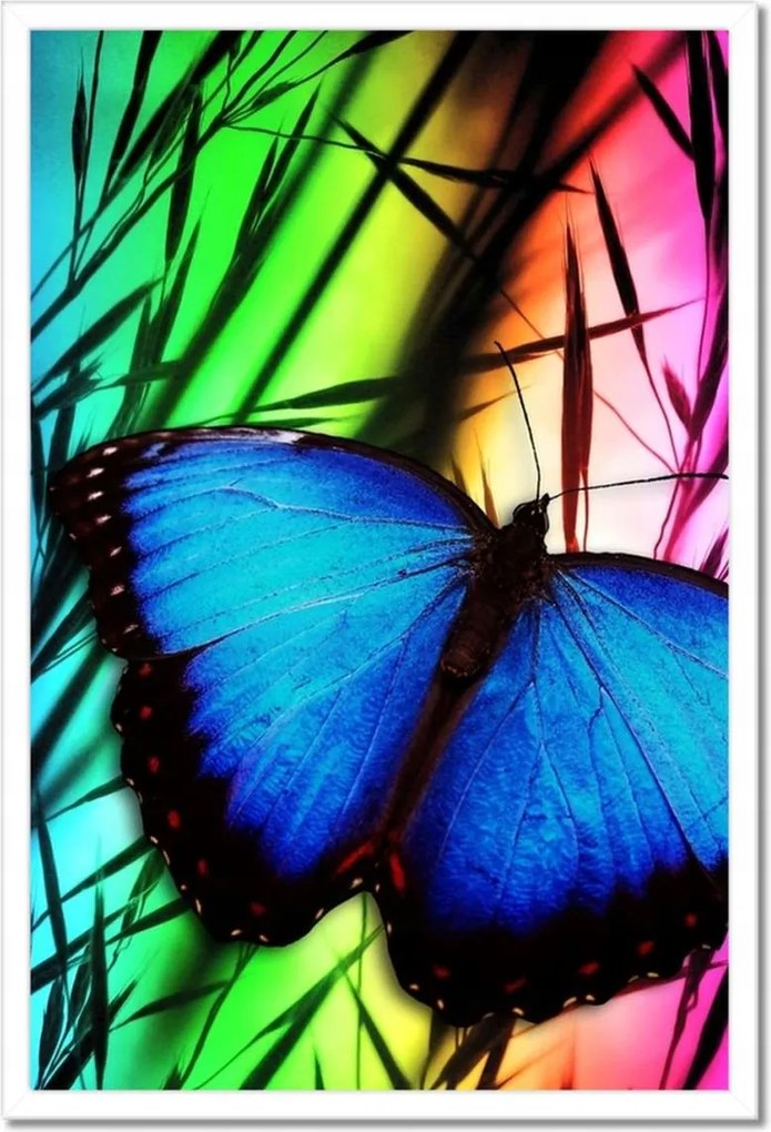 Poszter keretben 40x60 Kék pillangó