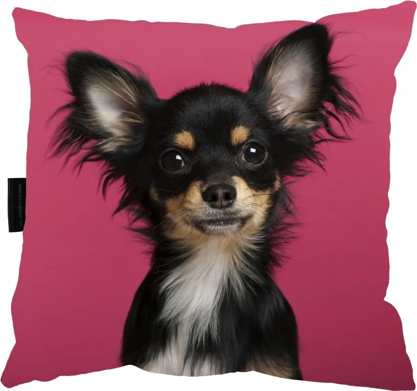 Chihuahua Kutyapárna 40x40 Ajándék