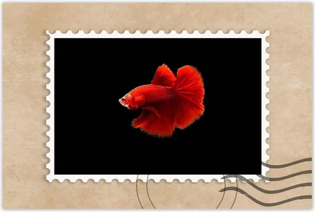 Poszter 60x40 Piros harcos hal