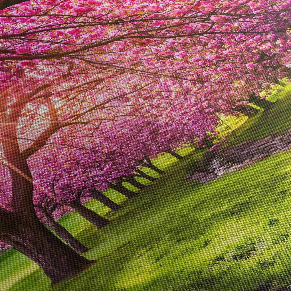 A virágzó cseresznye képe, Hurd Park, Dover, New Jersey (150x105 cm)
