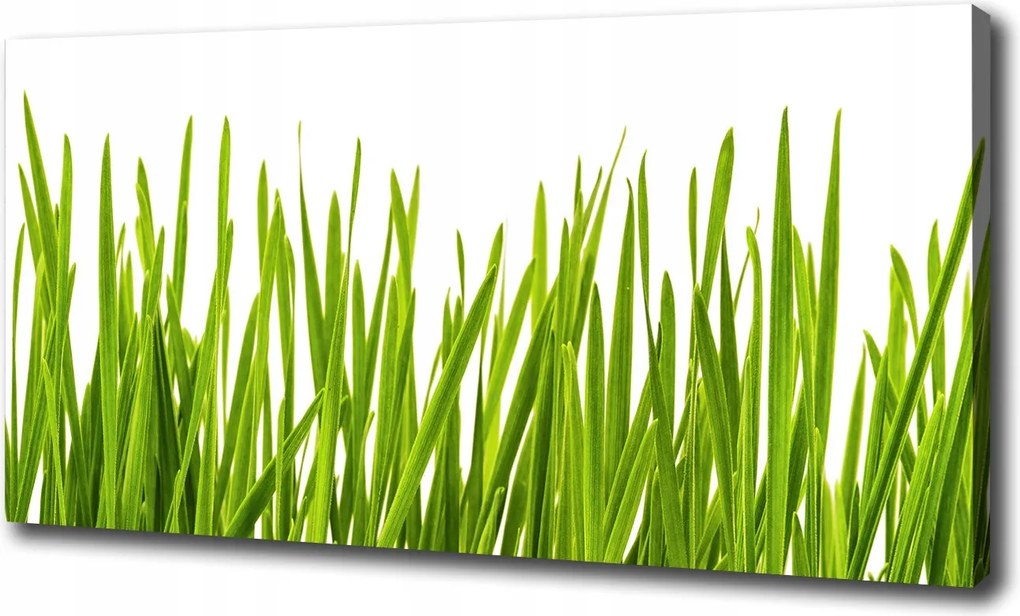 Fotótapéta nappaliba Fű 100x70 cm