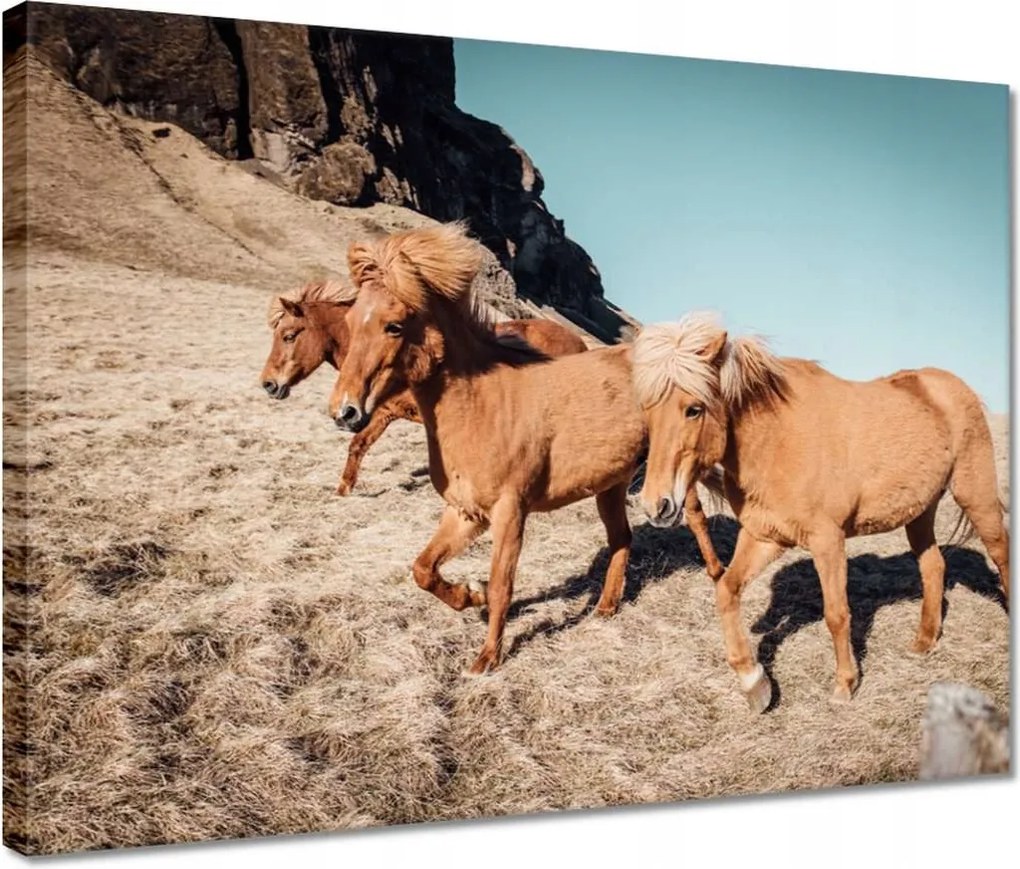 Vászonkép 40x30 Ló Lovak Lovaglás