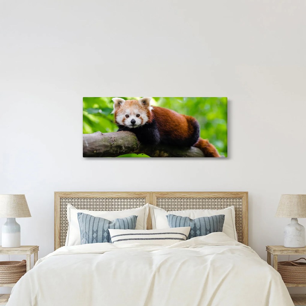 A vörös panda képe (120x50 cm)