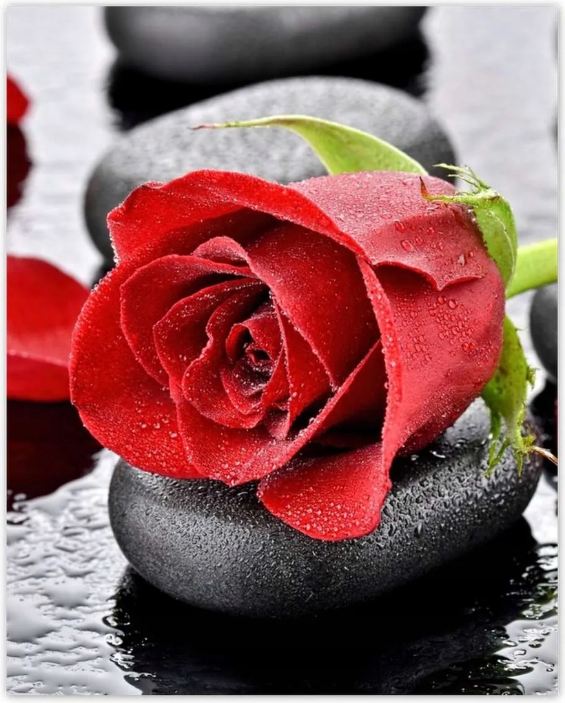 Poszterek 40x50 Vörös rózsa Neki